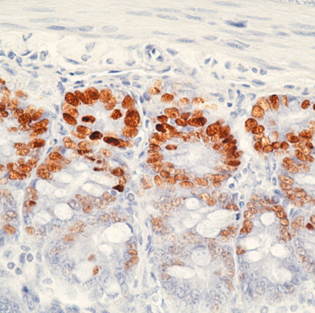 Immunohistochemical staining using BrdU antbody (Cat. No. X1028) on mouse intestine from mice treated with BrdU.